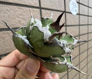 Agave Titanota ”ITALIY FO076” “7CM“(02) イタリア産　アガベ　オテロイ　チタノタ　[Chill__Plants] チルプラ　