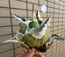 アガベ“OAXACA WILD” オアハカ　バンド幅あり　オテロイ　メキシコ　チタノタ 選抜個体株　チルプラ[Chill__Plants] _画像4