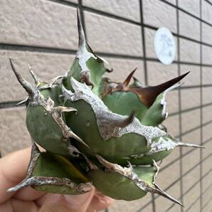 Agave Titanota ”ITALIY FO076” “7CM“(01) イタリア産 アガベ オテロイ チタノタ [Chill__Plants] チルプラ の画像1