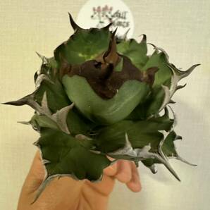 Agave Titanota ”DRAFT MINI“(01) 7cm 子株2つ付き ムチムチ インドネシア産アガベ オテロイ チタノタ [Chill__Plants] チルプラ の画像2