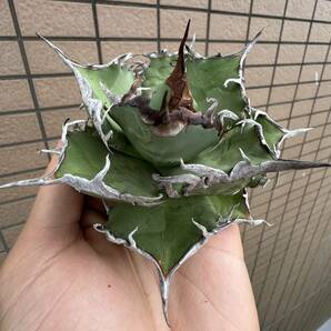 Agave Titanota ”DENNIS 020“ 親株(12cm) 子株一株付き 高級株 アガベ [Chill__Plants] チルプラの画像4