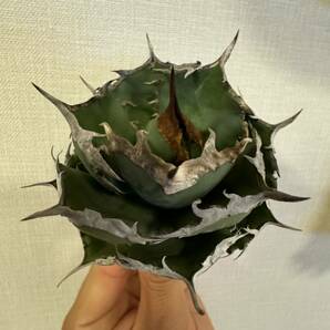 Agave Titanota ”ITALIY FO076” 超選抜個体 手乗りサイズ イタリア産 アガベ オテロイ  [Chill__Plants] チルプラ(シーザー 白鯨の画像3