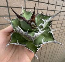 Agave Titanota ”DENNIS 020“ 親株(12cm) 子株一株付き　高級株　アガベ　[Chill__Plants] チルプラ_画像1