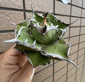 Agave Titanota ”ITALIY FO076” “9CM“(04) イタリア産　アガベ　オテロイ　チタノタ　[Chill__Plants] チルプラ　