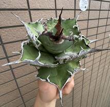 Agave Titanota ”DENNIS 020“ 親株(12cm) 子株一株付き　高級株　アガベ　[Chill__Plants] チルプラ_画像3