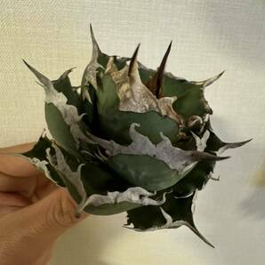 Agave Titanota ”ITALIY FO076” 超選抜個体 手乗りサイズ イタリア産 アガベ オテロイ  [Chill__Plants] チルプラ(シーザー 白鯨の画像1