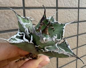 Agave Titanota ”DENNIS 020” ”6CM“ 超特選個体　レア株　鋸歯うねり台湾産　アガベ　オテロイ　チタノタ　[Chill__Plants] チルプラ　