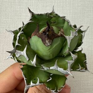 Agave Titanota ”DRAFT MINI“ 8cmムチムチ インドネシア産 アガベ オテロイ チタノタ [Chill__Plants] チルプラ の画像2