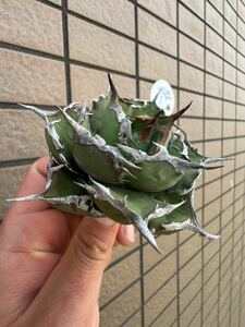 Agave Titanota ”ITALIY FO076”(02) 　子株1つ付き　手乗りサイズ　イタリア産　アガベ　オテロイ　　[Chill__Plants] チルプラ　