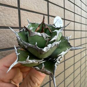 Agave Titanota ”ITALIY FO076”(02)  子株1つ付き 手乗りサイズ イタリア産 アガベ オテロイ  [Chill__Plants] チルプラ の画像3