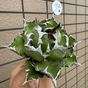 Agave Titanota ”DRAFT MINI“ 子株３つ付き 8cmムチムチ インドネシア産 アガベ オテロイ チタノタ [Chill__Plants] チルプラ の画像1