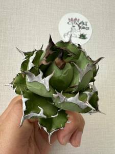 Agave Titanota ”DRAFT MINI“ 8cmムチムチ　インドネシア産　アガベ　オテロイ　チタノタ　[Chill__Plants] チルプラ　