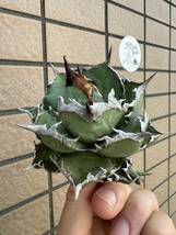 Agave Titanota ”ITALIY FO076” 超選抜個体　子株1つ付き　手乗りサイズ　イタリア産　アガベ　オテロイ　　[Chill__Plants] チルプラ　_画像6