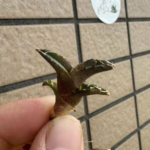 Agave Titanota ”ITALIY FO076”(02)  子株1つ付き 手乗りサイズ イタリア産 アガベ オテロイ  [Chill__Plants] チルプラ の画像6