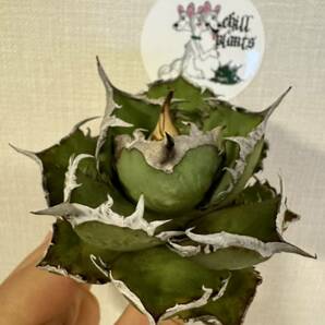 Agave Titanota ”ITALIY FO076” 7cm 子株1つ付き 手乗りサイズ イタリア産 アガベ オテロイ  [Chill__Plants] チルプラ の画像1