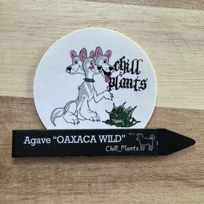 アガベ“OAXACA WILD” うねり個体 オアハカ オテロイ メキシコ チタノタ 選抜個体株 チルプラ[Chill__Plants] (白鯨、シーザーの画像8