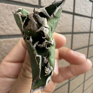 Agave Titanota ”COK_01” 特選子株 ぶつぶつ エアー発根済み インドネシア産 アガベ オテロイ チタノタ [Chill__Plants] チルプラの画像5