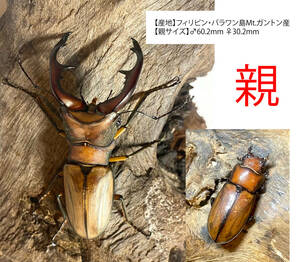 [ larva 9 head ]ala girl ho Thor ka stag beetle ala girl ho Thor kaala girl ho Thor ka