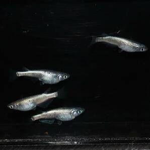 【大川めだか】 ネプチューン (若魚) 2ペア 【現物出品】 加温中の画像8