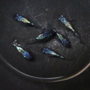 【大川めだか】 ネプチューン (ダルマ・若魚)　3ペア 【現物出品】 加温中　だるま