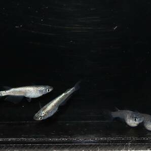 【大川めだか】 ネプチューン (若魚) 2ペア 【現物出品】 加温中の画像10