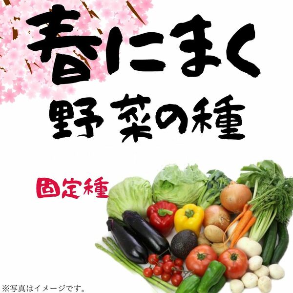 春にまく野菜の種　7種セット【2024年　春】