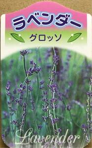 la van DIN series lavender g rosso seedling 