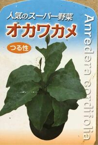 スーパー野菜 オカワカメ苗3株