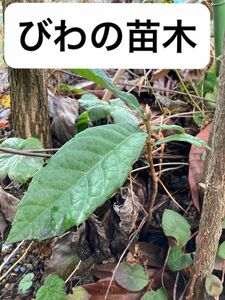 収穫発送　びわ　苗木　観葉植物　 山野草 鉢　園芸　ガーデン　