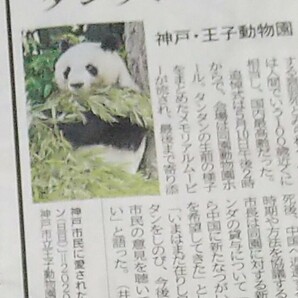 神戸 王子動物園 タンタン 新聞記事 パンダ 旦旦 新聞の画像1