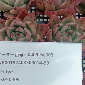 0409-fw303 ファゴット16個 ☆多肉植物 エケベリア 韓国の画像3