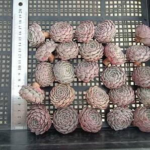 0409-QH040 タクスパン25個 ☆多肉植物 エケベリア 韓国の画像2