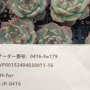 0416-fw179 チワワエンシス16個 ☆多肉植物 エケベリア 韓国の画像3
