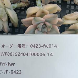 0423-fw014 ティチュバンズ錦16個 ☆多肉植物 エケベリア 韓国の画像3