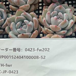 0423-fw202 レッドストーン30個 ☆多肉植物 エケベリア 韓国の画像3