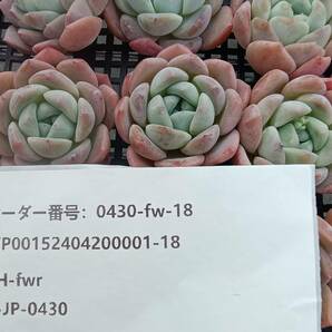 0430-fw-18 スィックモンロー30個 ☆多肉植物 エケベリア 韓国の画像3