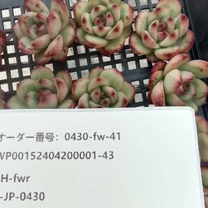 0430-fw-41 マールボロ25個 ☆多肉植物 エケベリア 韓国の画像3