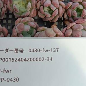 0430-fw-137 カーネリアン25個 ☆多肉植物 エケベリア 韓国の画像3