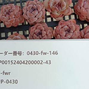 0430-fw-146 ロックシュガージェニー25個 ☆多肉植物 エケベリア 韓国の画像3