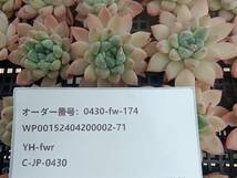 0430-fw-174 パンダ25個 ☆多肉植物　エケベリア　韓国_画像3