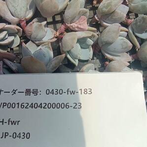 0430-fw-183 ミルクティー100個 ☆多肉植物 エケベリア 韓国の画像3