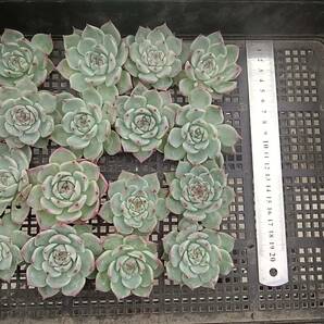 0430-fw-202 チワワエンシス16個 ☆多肉植物 エケベリア 韓国の画像2