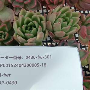0430-fw-301 カリスト25個 ☆多肉植物 エケベリア 韓国の画像3