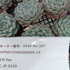 0430-fw-307 ホワイトミニマ23個 ☆多肉植物 エケベリア 韓国の画像3