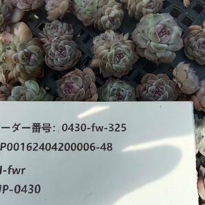 0430-fw-325 アイススピリット hyb100個 ☆多肉植物 エケベリア 韓国の画像3