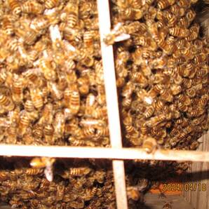 ニホンミツバチ入り巣箱 引き取り限定 日本蜜蜂 今年分蜂の画像2