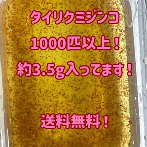 タイリクミジンコ1000匹以上！（約3.5g）