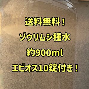 ゾウリムシ培養水約900ml！エビオス10錠付き！