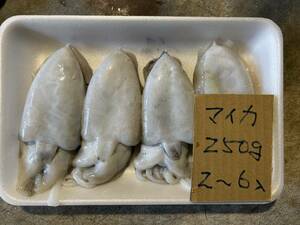 和歌山産　マイカ・ハリイカ ?（2～6匹入り250ｇ）刺身用　冷凍　