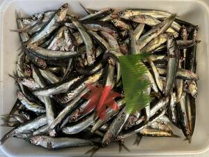 [ Wakayama * Osaka * Aichi production * other ] one-side . picton herring 1k ( freezing stock goods )